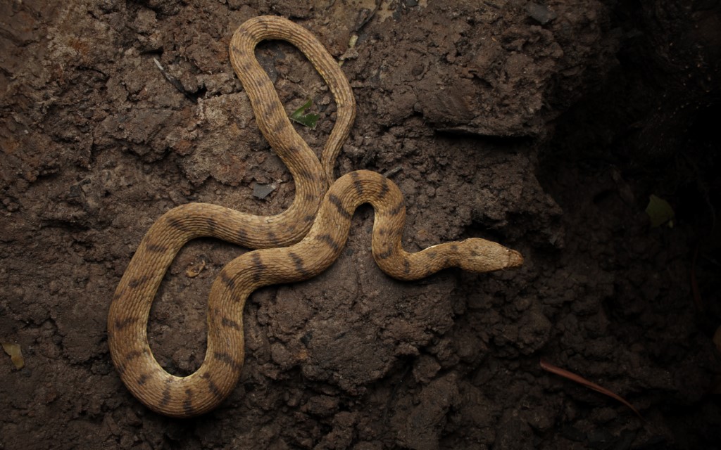 Dog-faced Water Snake